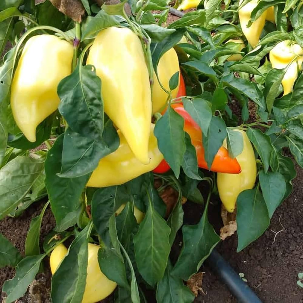 Yellow Bedder Pepper Planting Seeds