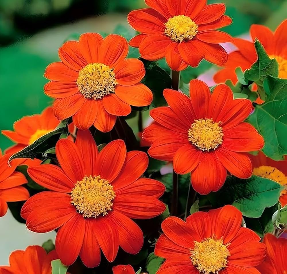 Mexican Sonnen 'Torch' Tithonia Rotundifolia Seeds for Planting flower bed