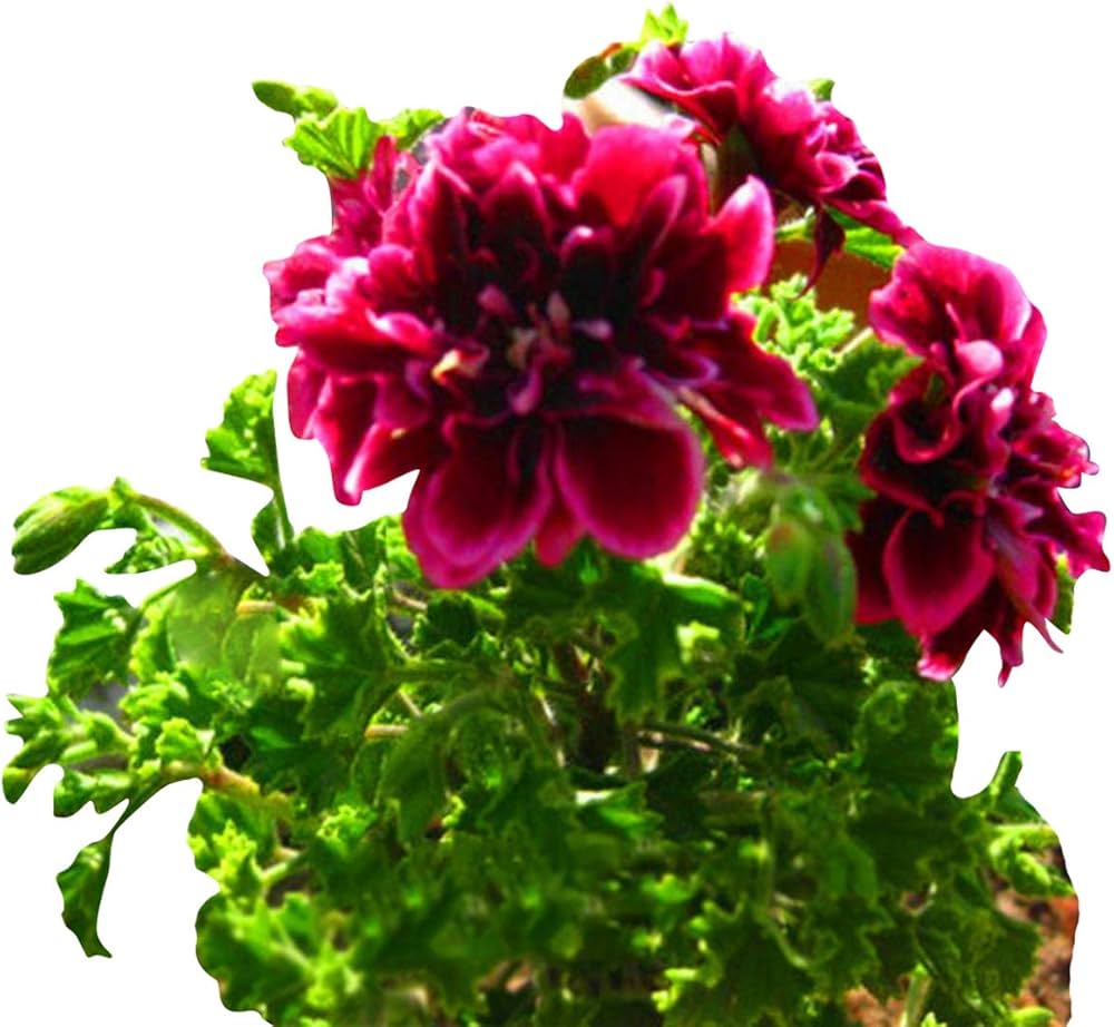 Pelargonium Pelargonium Hortorum Seeds for Planting - Ideal for Flower Bed & Urban Garden