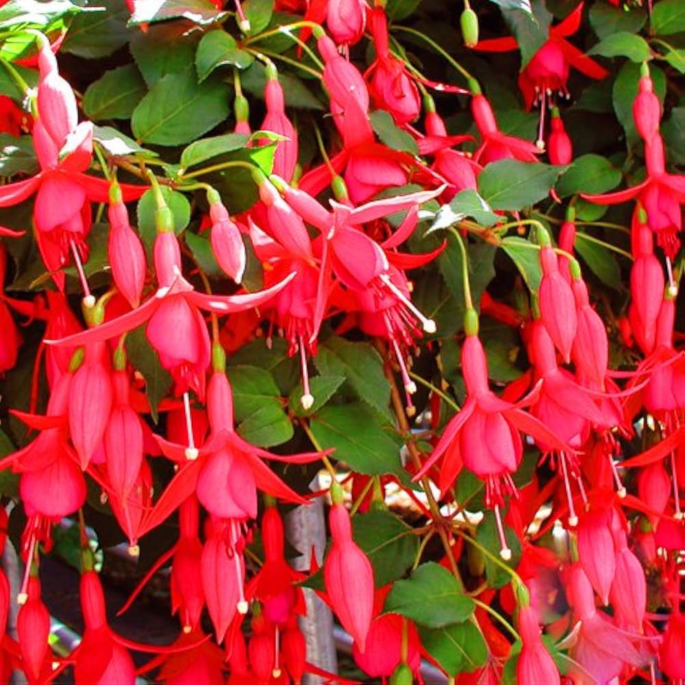 Fuchsia Bellflower Seeds for Planting Fuchsia spp. for flower beds and container gardens