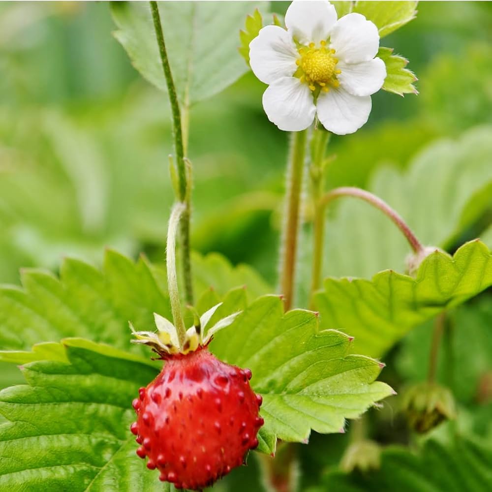 Wild Strawberry Vesca Alexandria Seeds for Balcony or Container Gardening