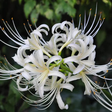 White Lycoris Flower seeds for Planting - Cut Flower Favorite, Heirloom & GMO Free Seeds for Home Garden