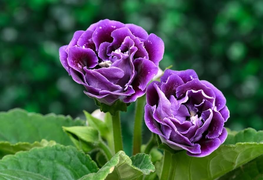 Gloxinia Seeds for Planting - Ideal for Flower Bed & Indoor Garden