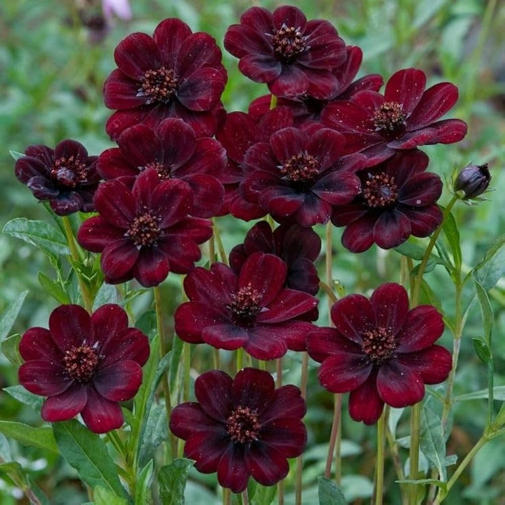 Dichondra Cosmos Flower seeds for Planting - Hardy Variety, Heirloom & GMO Free Seeds for Home Garden