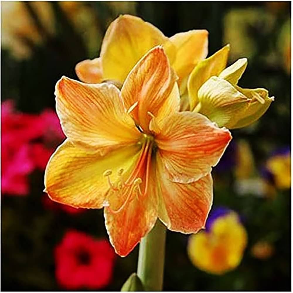 Yellow Sunrise Amaryllis Hippeastrum spp. Bulbs for Planting - Great for Flower Bed & Indoor Garden