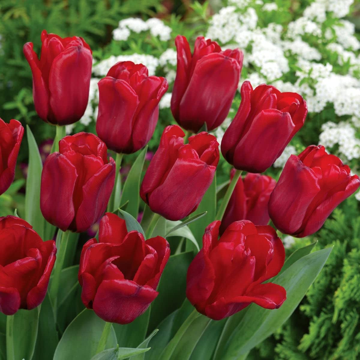 Red Pink Tulip Flower seeds for Planting Sun Loving Heirloom & GMO Free Seeds for Home Garden