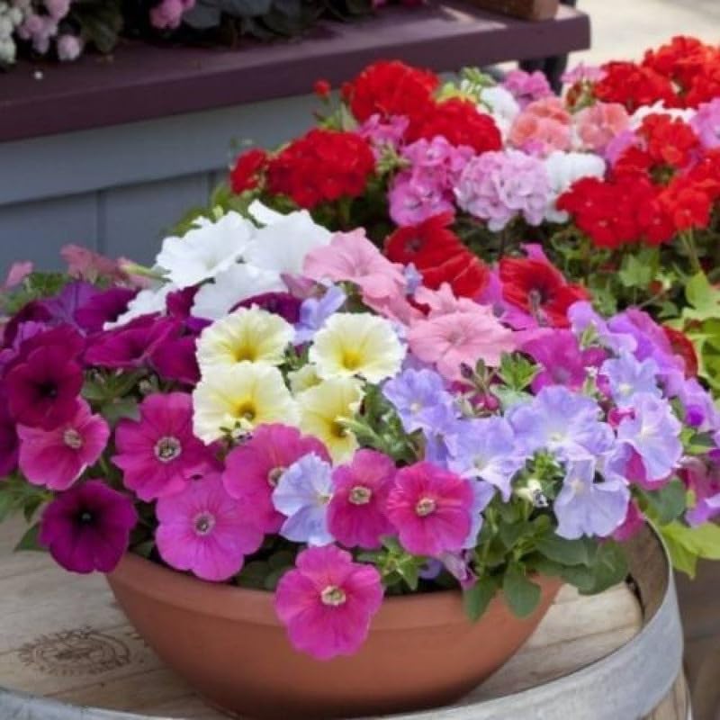 Petunia Hybrida Balcony Flowers Seeds