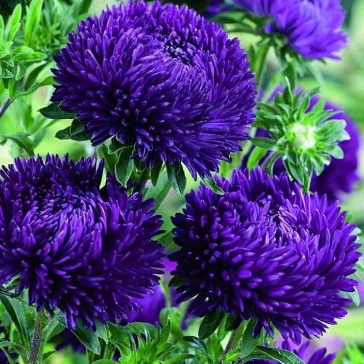 Purple China Aster Flower Seeds for Planting Wildflower Mix Heirloom & GMO Free Seeds for Home Garden
 
 Sale
