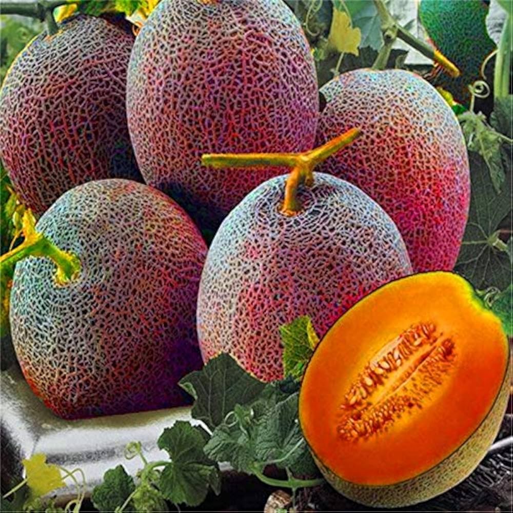 Pink Cantaloupe Seeds for Planting  Sweet Melon Fruit