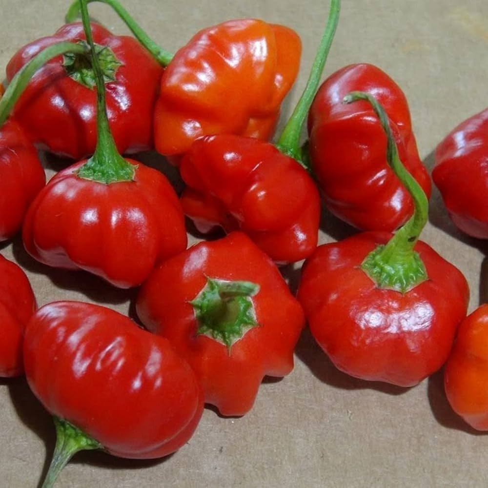Graines de Poivron Topepo Rosso Pepper Seeds for Planting vegetable patch