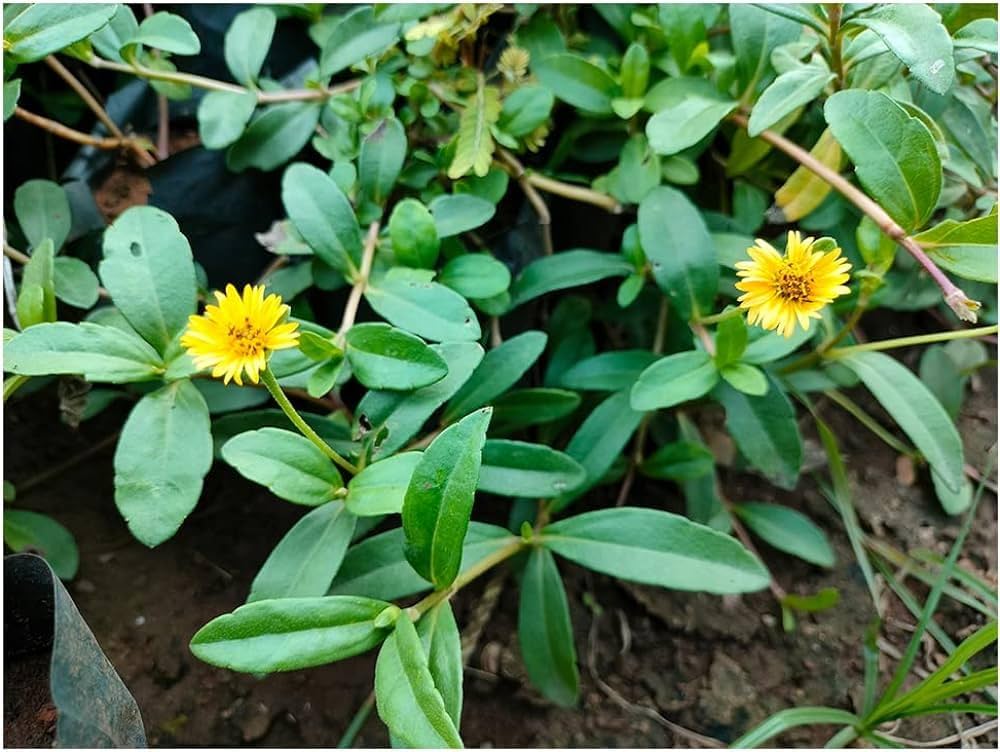 Bhringraj Flower Seeds for Planting - Enhance Your Garden