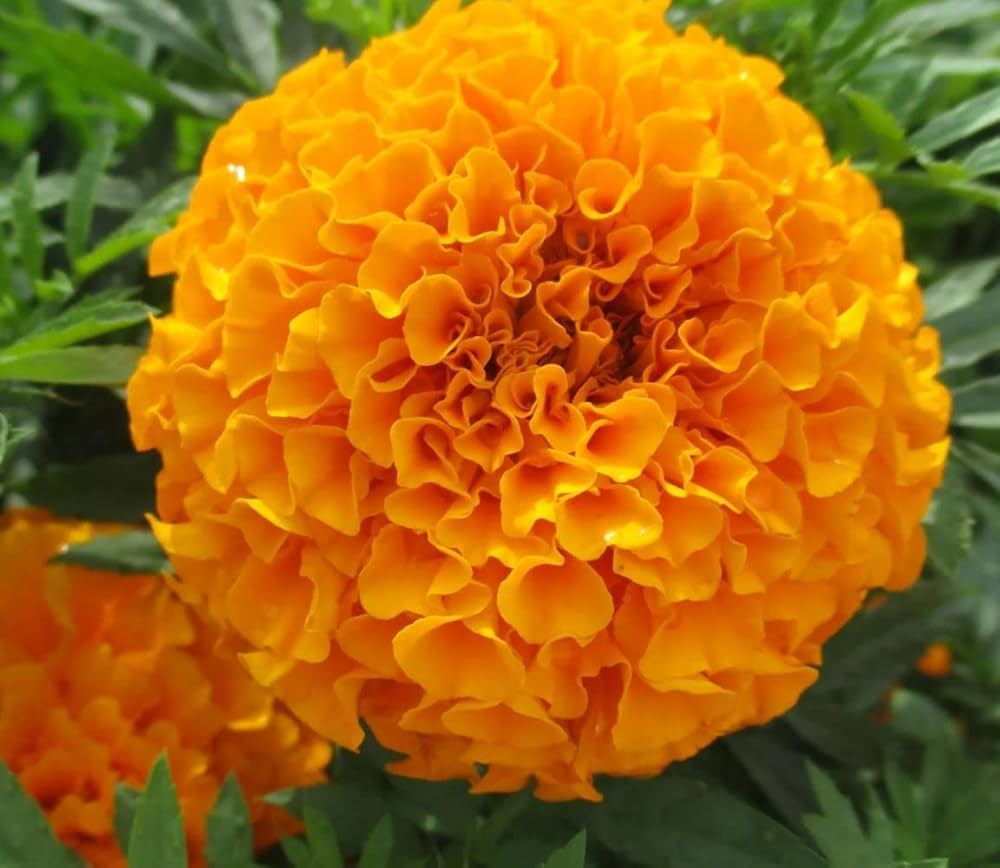 Orange Carnation Dianthus caryophyllus Seeds for Planting home garden bouquet flowers
