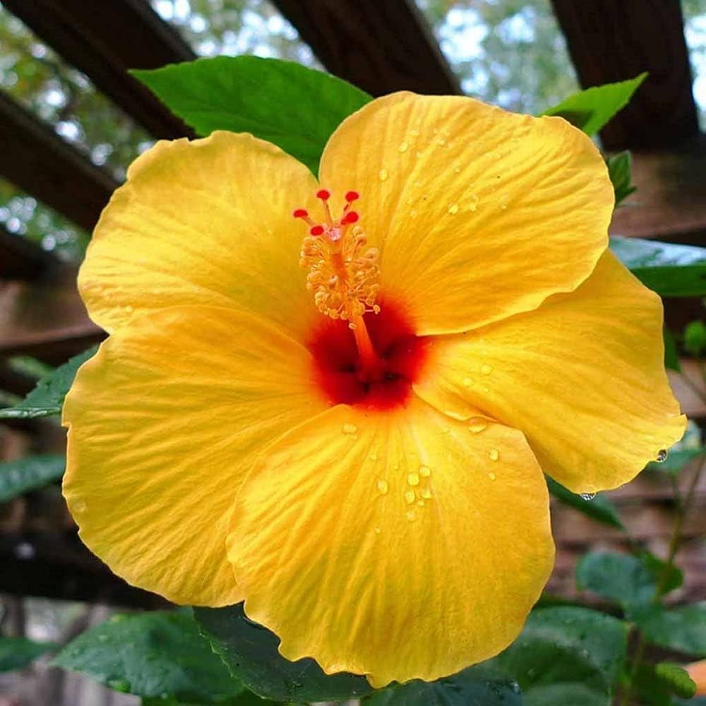 Hibiscus Light Yellow Flower seeds for Planting - Bright Blooms, Heirloom & GMO Free Seeds for Home Garden