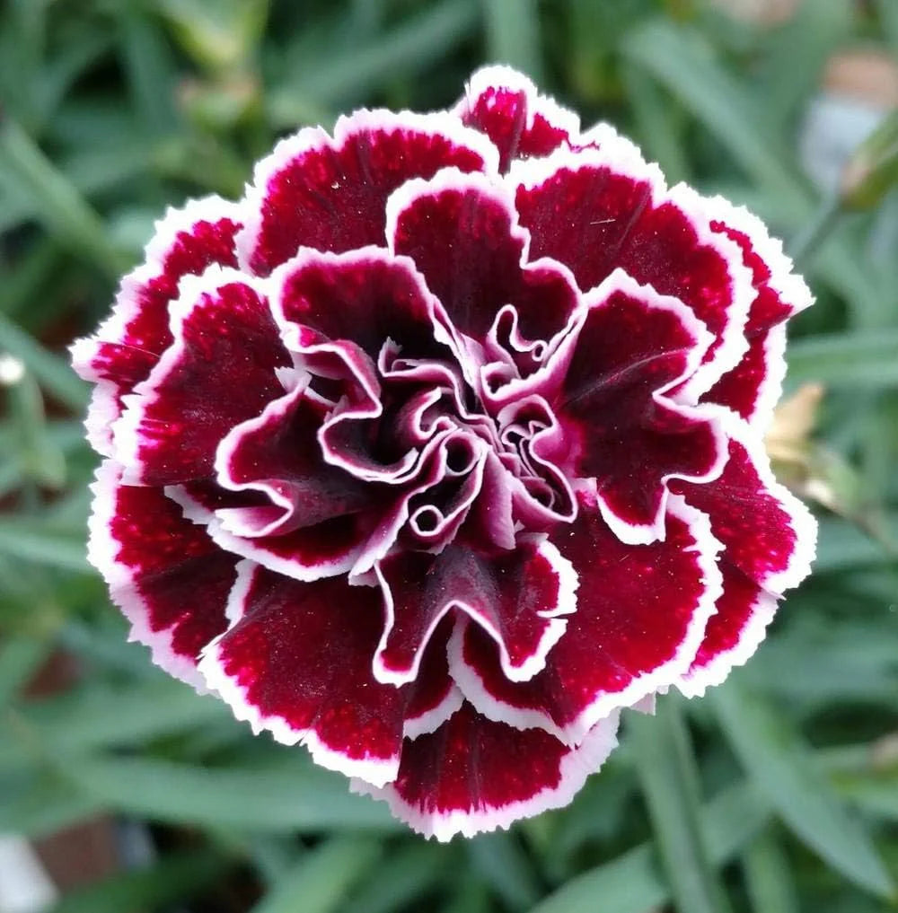 Marron Mix Dianthus Caryophyllus Flower Seeds for Planting Perfect for Borders Heirloom & GMO Free Seeds for Home Garden
 
 Sale