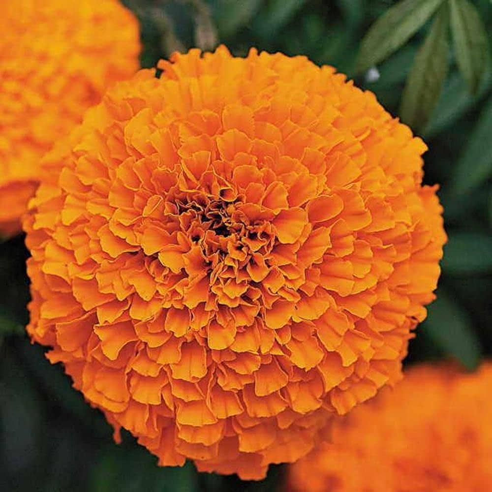 Orange Aztec Marigold Flower Seeds for Vibrant Annual Gardens