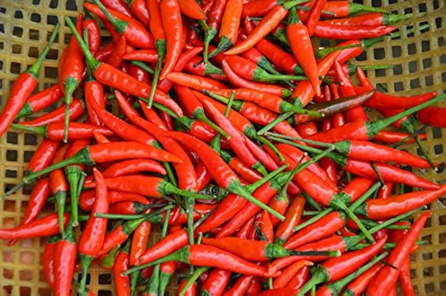 Tabasco Pepper Seeds Capsicum frutescens for Planting in Vegetable Patch and Urban Garden