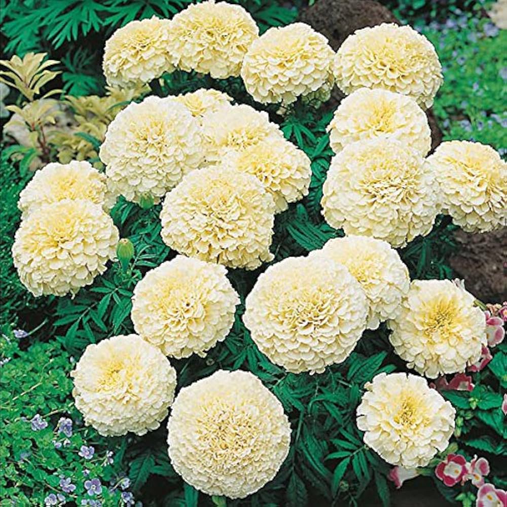 African Marigold Tagetes erecta Seeds for Planting - Ideal for Flower Bed & Urban Garden