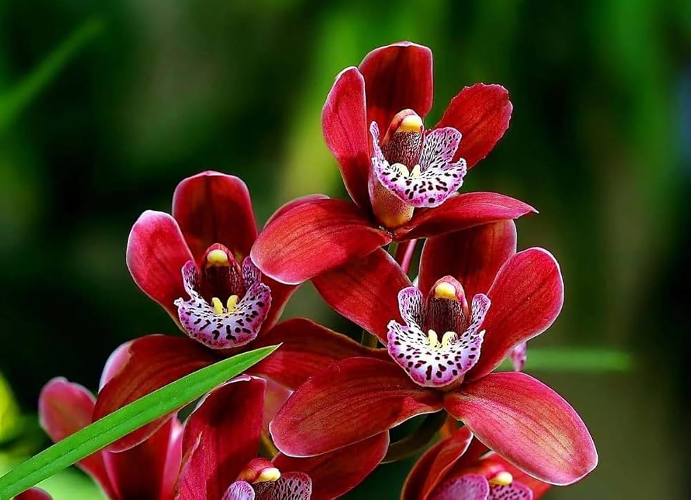 Red Phalaenopsis Flower Seeds for Planting Bright Blooms Heirloom & GMO Free Seeds for Home Garden
 
 Sale