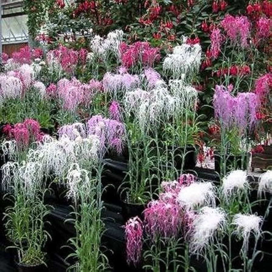 Dianthus Spooky Mix Seeds for Festive, Colorful Blooms