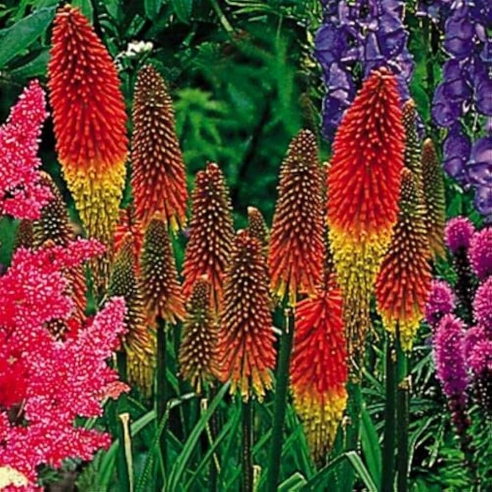 Red Hot Poker Kniphofia uvaria Seeds for Planting xeriscape garden flower spike