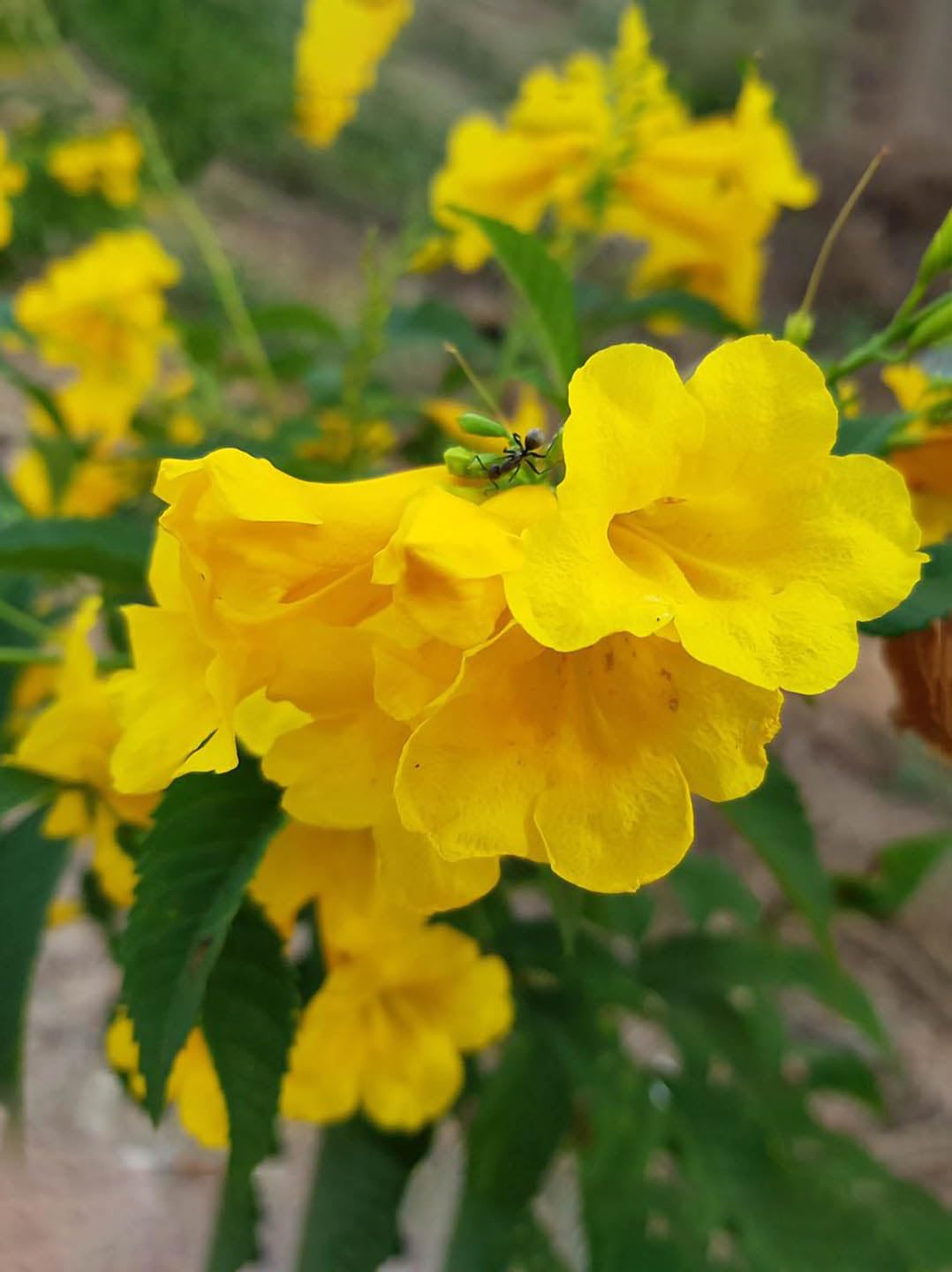 Yellow Cape Honeysuckle Flower seeds for Planting - Colorful Display, Heirloom & GMO Free Seeds for Home Garden
