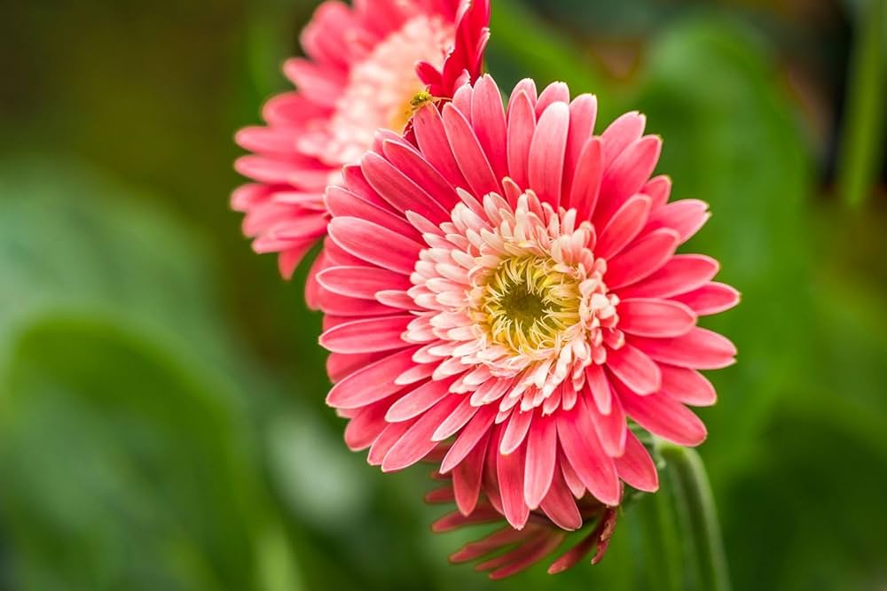 Gerbera Flower seeds for Planting - Premium Quality, Heirloom & GMO Free Seeds for Home Garden