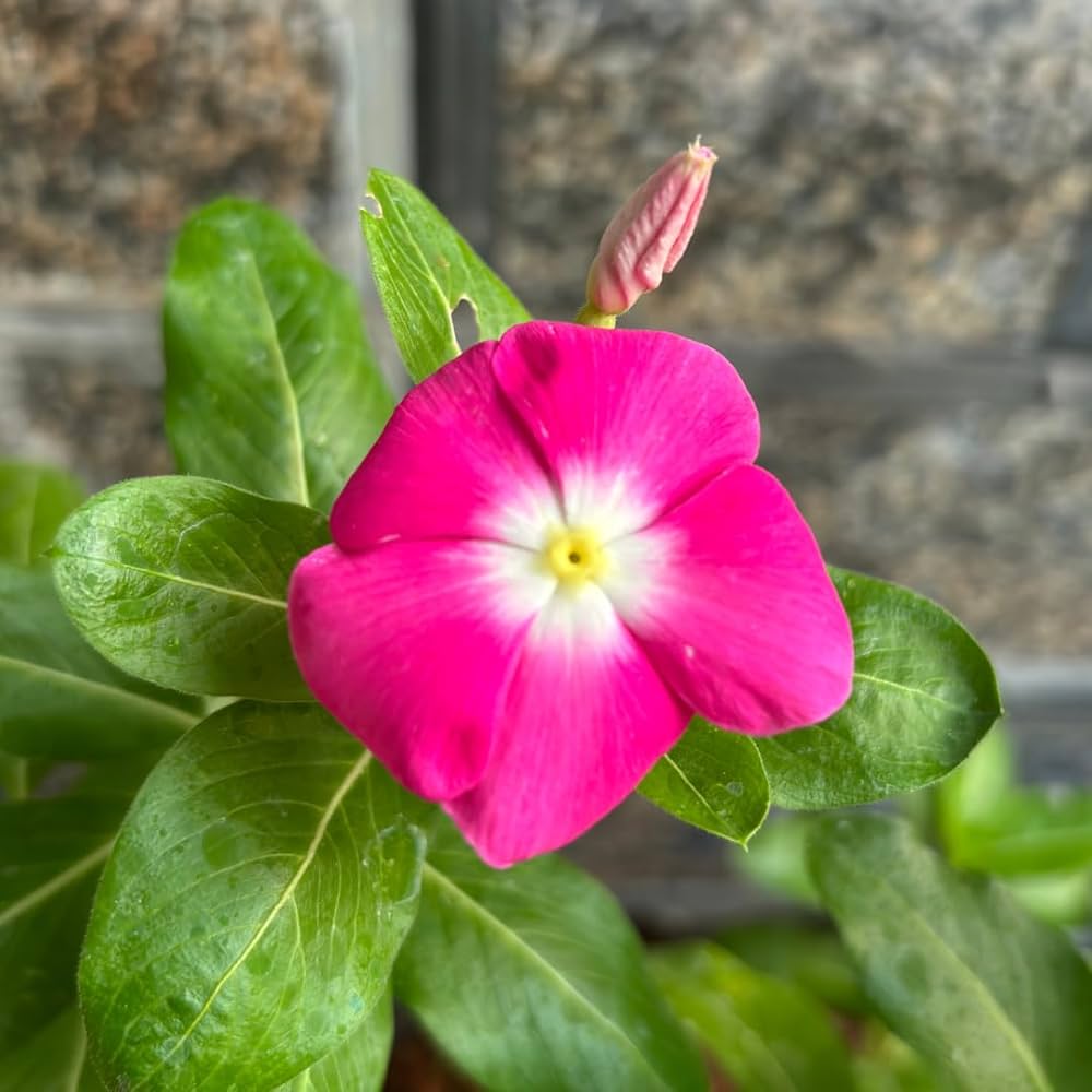 Pink Vinca Rosea Flower seeds for Planting - Shade Tolerant, Heirloom & GMO Free Seeds for Home Garden