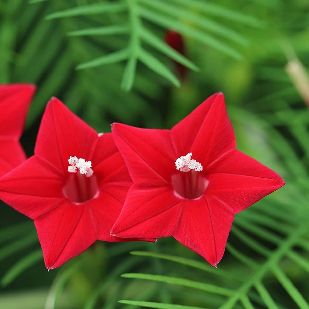Red Cardinal Climber Flower seeds for Planting - Drought Tolerant, Heirloom & GMO Free Seeds for Home Garden