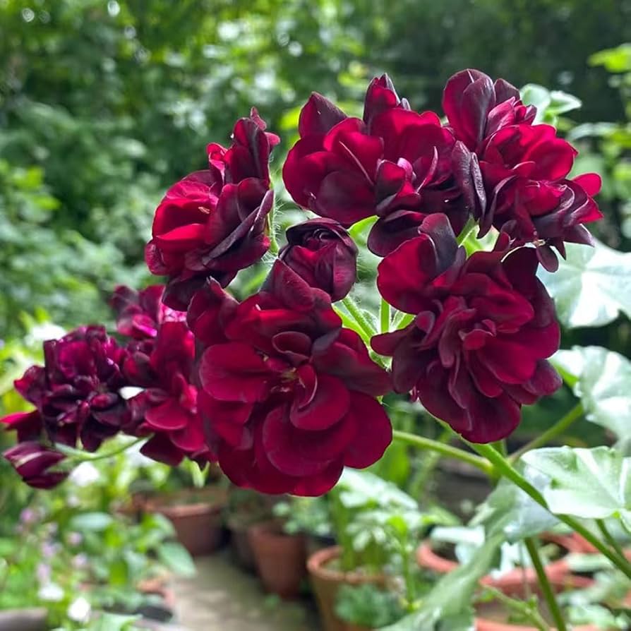 Dark Pink Black Geranium Flower Seeds for Planting - Vibrant and Elegant
