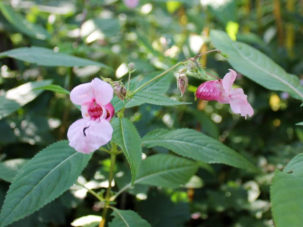 Baby Pink Balsam Flower seeds for Planting Perfect for Borders Heirloom & GMO Free Seeds for Home Garden 
 
 Sale for planting in home garden