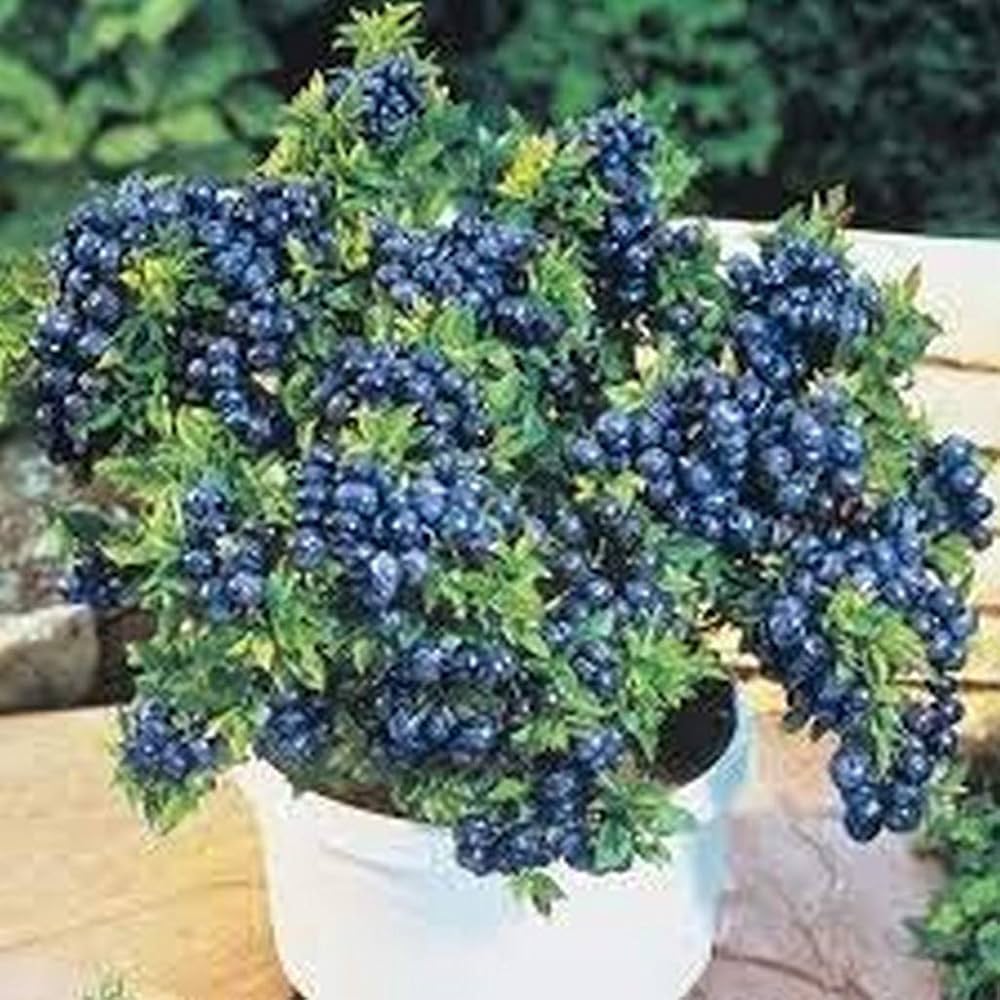 Blueberry Seeds for Planting Vaccinium corymbosum for home orchards and vegetable patches