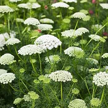 White Bishops Flower Planting - Seeds for Gorgeous and Elegant Blooms in Your Garden