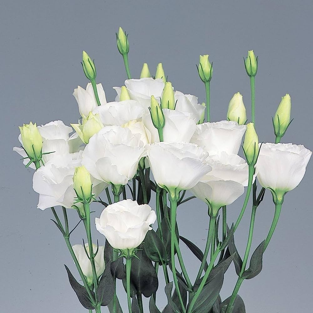 Eustoma Flower Seeds for Planting - White Blooming Annuals for Beautiful Gardens