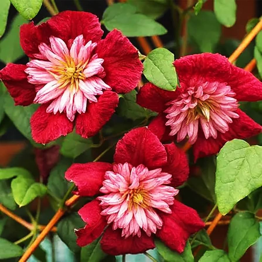 Clematis Red Flower Planting Seeds  Brighten Your Garden - Evergrowseeds