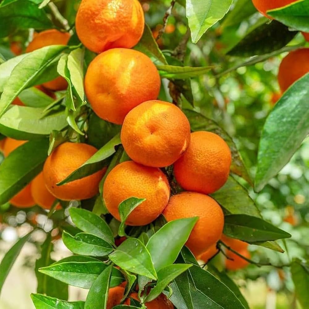 Orange Tangerine Tree Seeds for Planting | Grow Your Own Citrus Delight