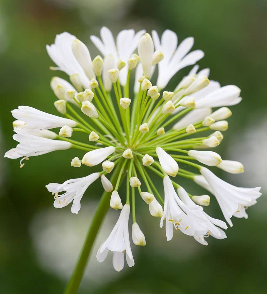 Agapanthus Flower seeds for Planting - Pollinator Friendly, Heirloom & GMO Free Seeds for Home Garden