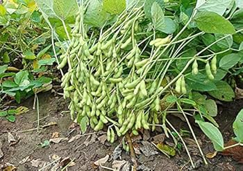 Edamame Vegetable Seeds - Easy Planting for Home Gardens