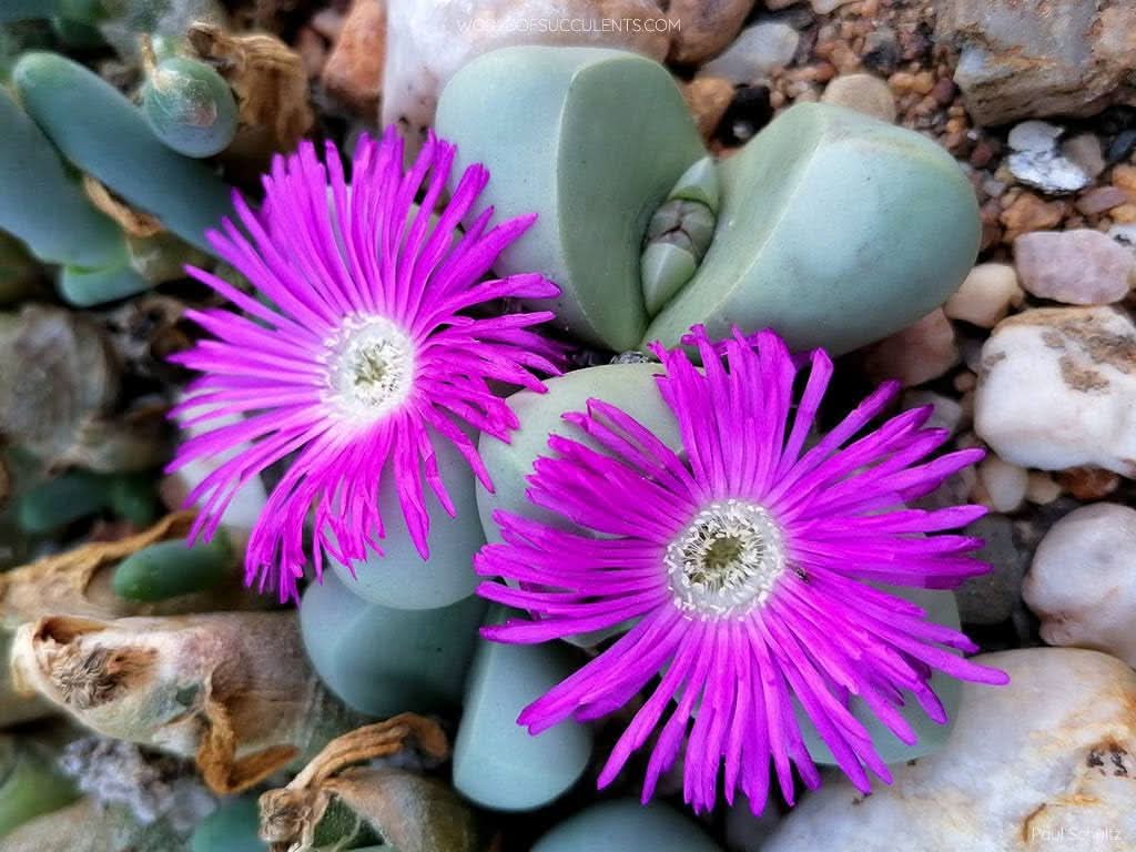 Pink Argyroderma Flower seeds for Planting - Garden Favorite, Heirloom & GMO Free Seeds for Home Garden