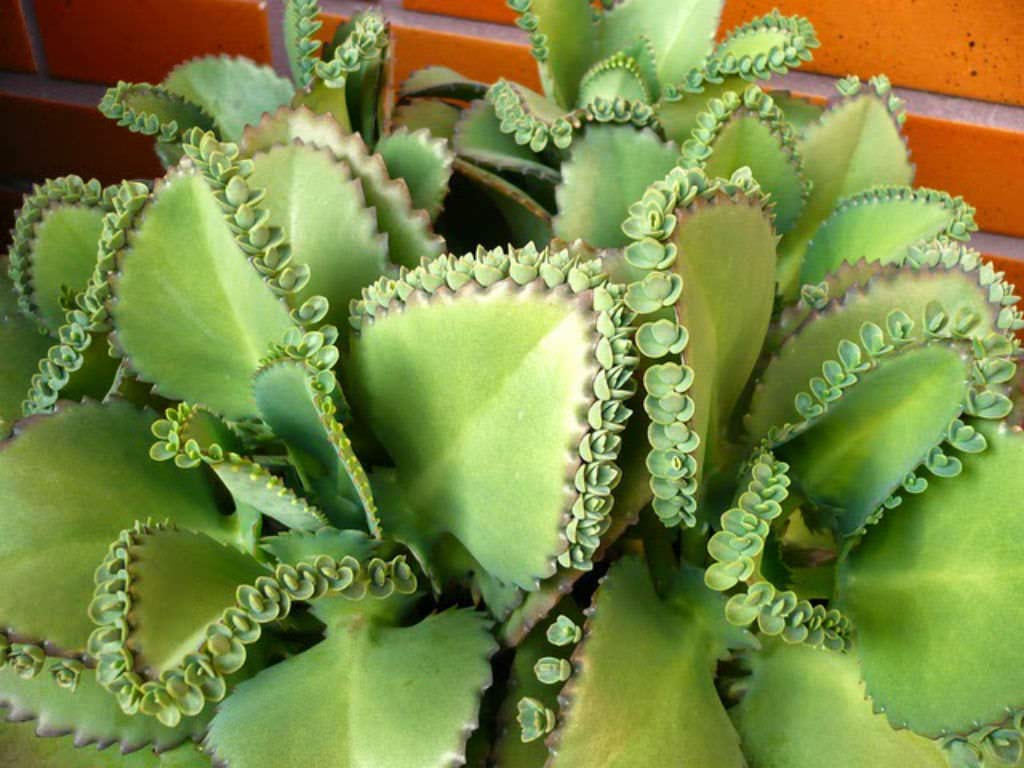 Kalanchoe Daigremontiana Seeds For Planting | Easy-Care Succulent