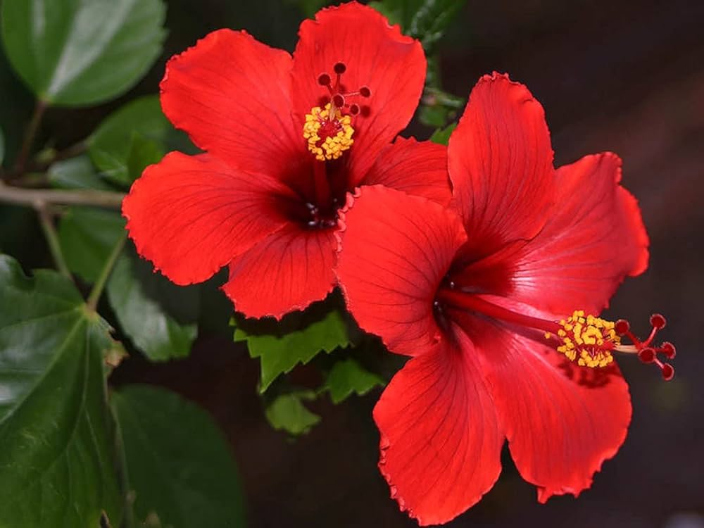 Cranberry Hardy Crush Hibiscus Hibiscus rosa-sinensis for planting in flower bed