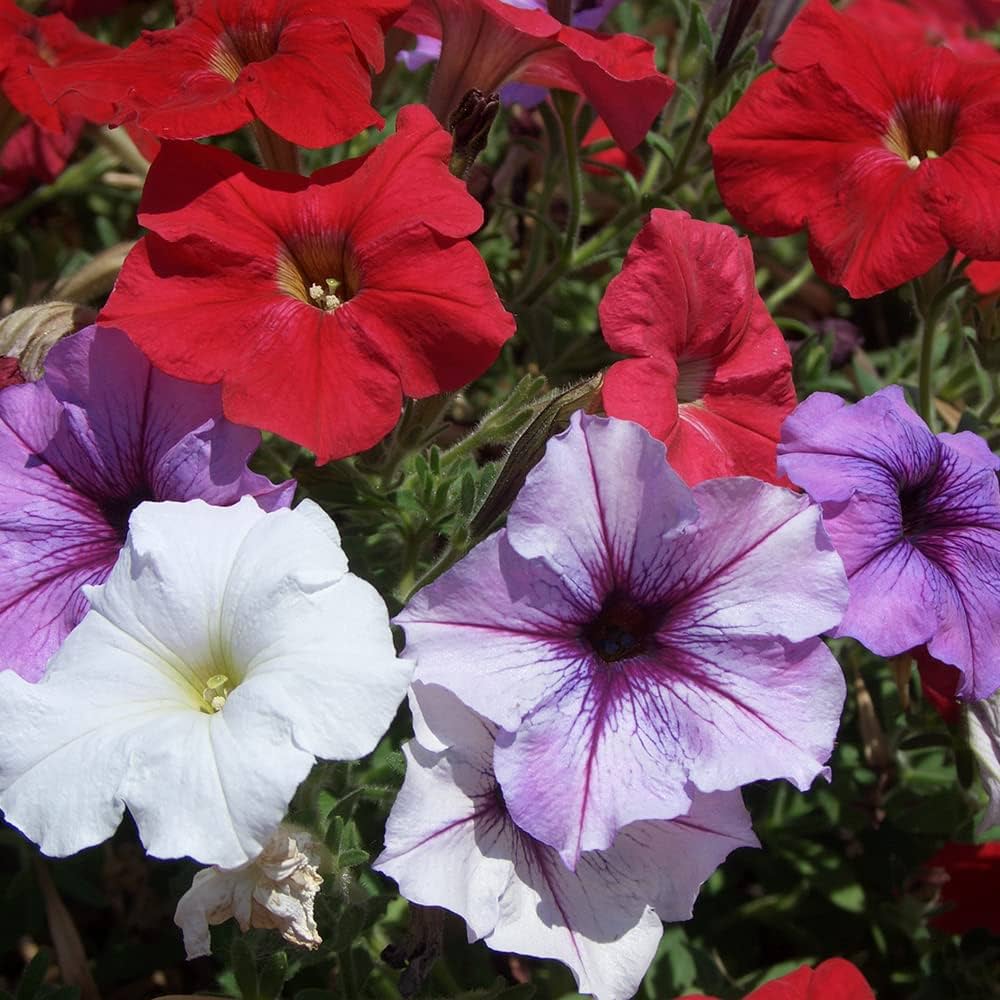 Petunia Candypops Concord Spring Mix Pelletized Seeds for Planting Bright Blooms