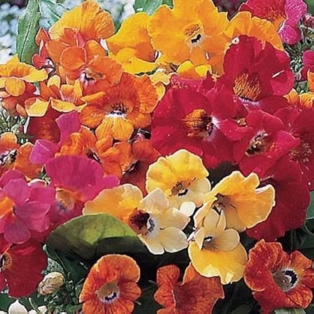 Carnival Coconut Flower Seeds – Annual Mix with Sweet Fragrance
