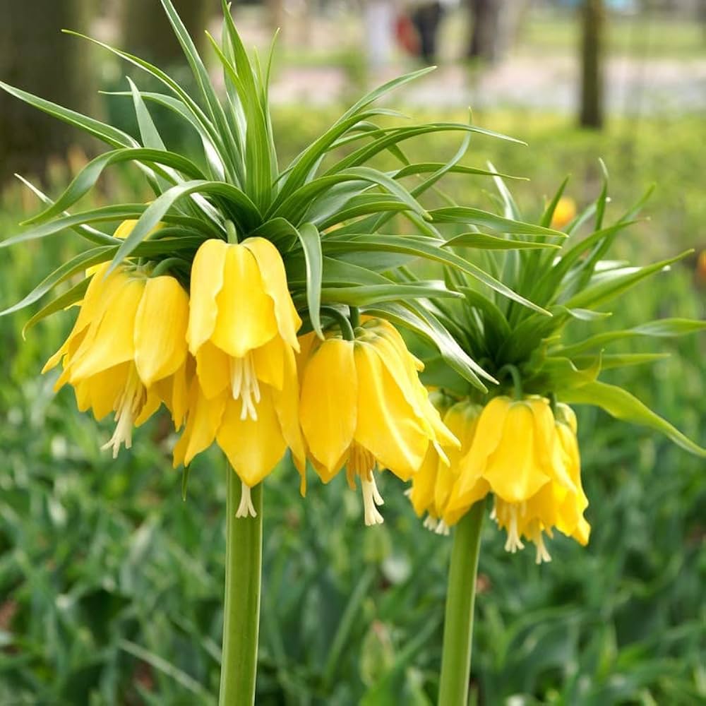 Yellow Imperial Crown Flower seeds for Planting - Pollinator Friendly, Heirloom & GMO Free Seeds for Home Garden