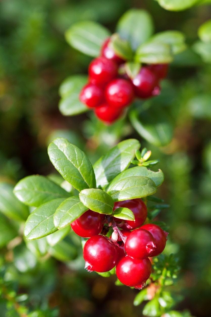 Arenado Rojo Fruit Seeds   Planting Guide