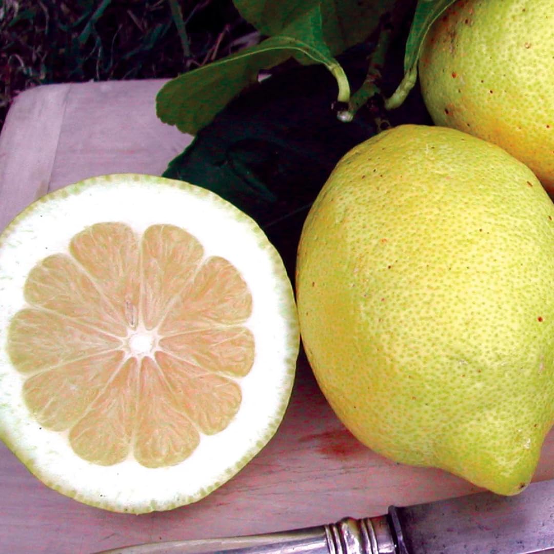 Eureka Lemon Tree Seeds for Planting Citrus limon for home orchards and container gardens