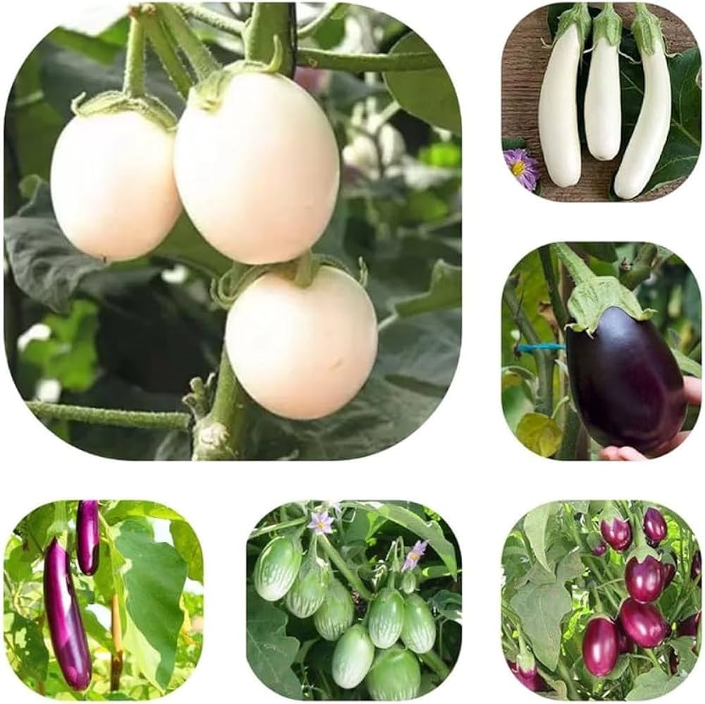 Mixed Eggplant Seeds for Vibrant Vegetable Gardens