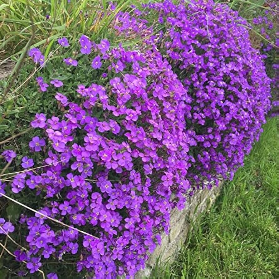 Aubrieta Perennial Flower seeds for Planting - Garden Favorite, Heirloom & GMO Free Seeds for Home Garden