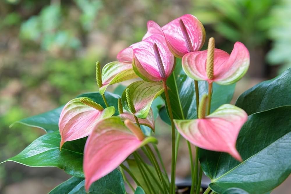 Pink & Green Anthurium Flower Seeds for Planting Fragrant Blossoms Heirloom & GMO Free Seeds for Home Garden
 
 Sale