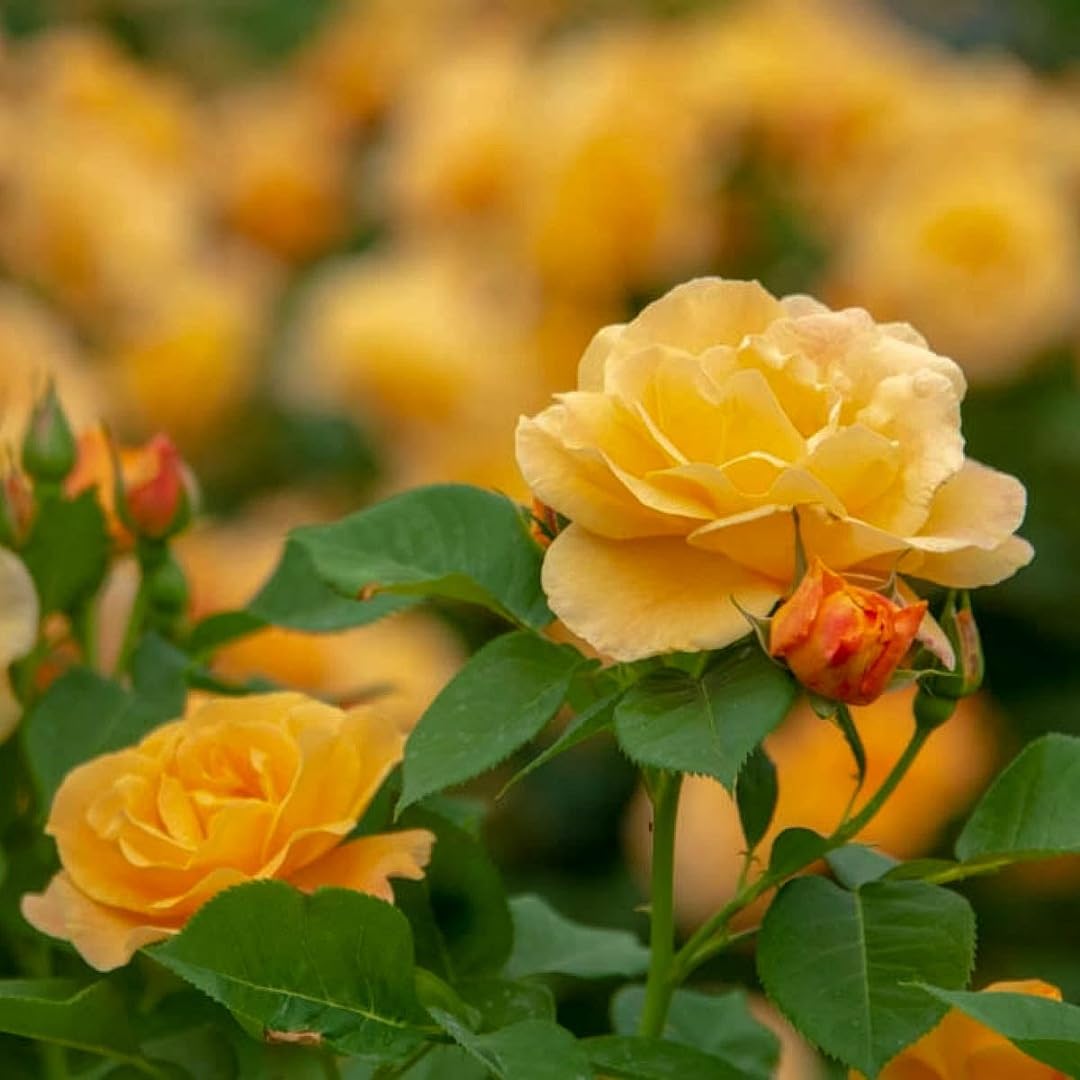 Tyrant Gold Rose Flower Planting Seeds for Vibrant Blooms - Premium Quality Seeds