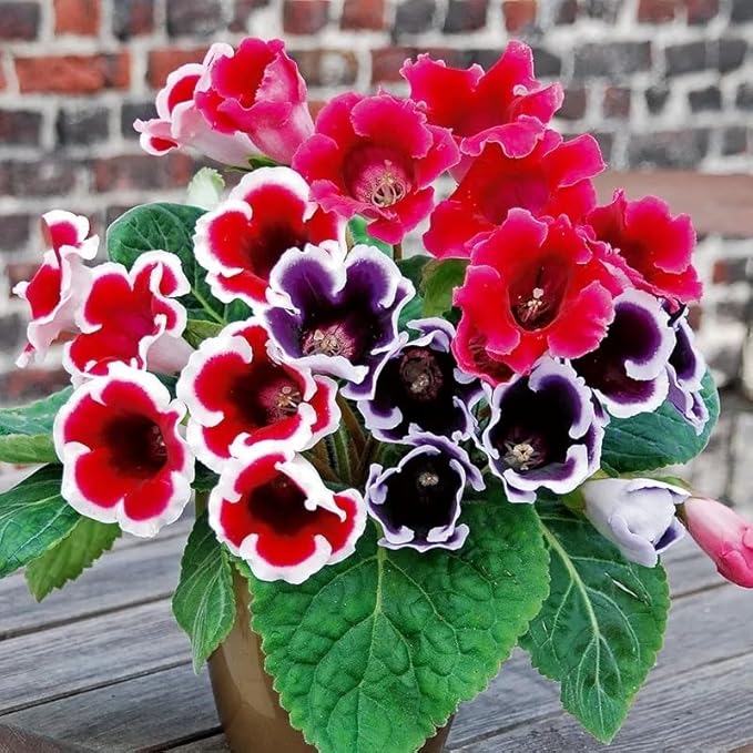 Gloxinia Sinningia speciosa Flower Seeds for Planting in Indoor Garden